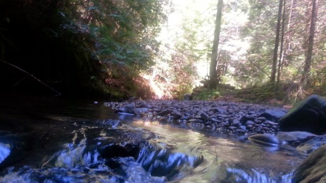 Thimbleberry Hiking Trail