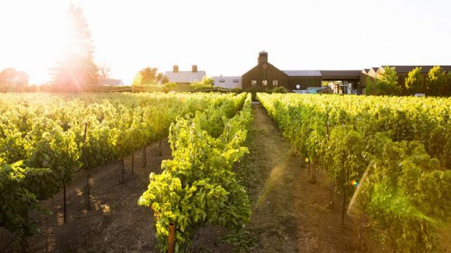 Turnbull Wine Cellars