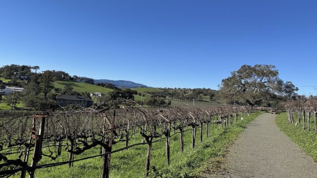 White Rock Vineyards