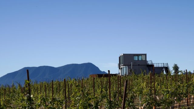 Wild Diamond Vineyards