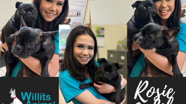 Willits Animal Hospital