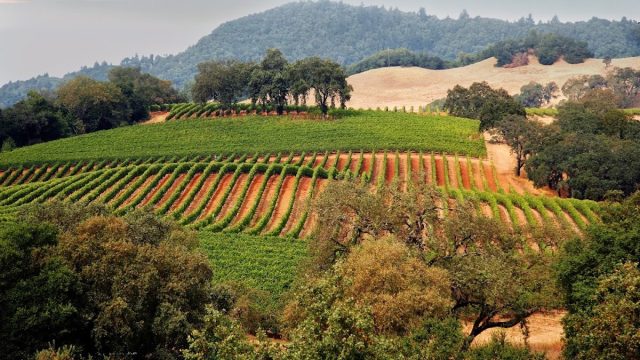 Wine Country Periodontics and Implantology