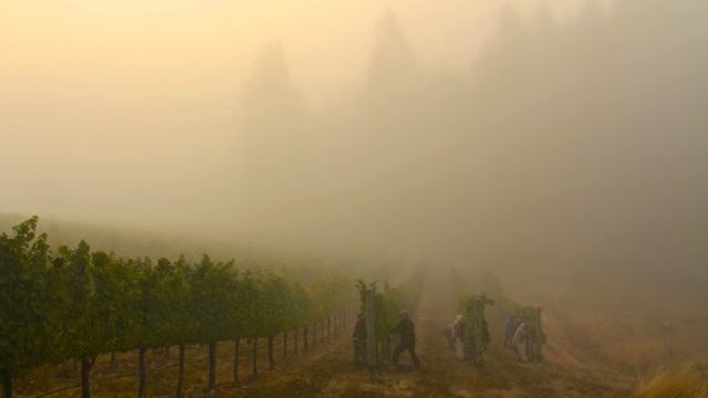 Witching Stick Wines